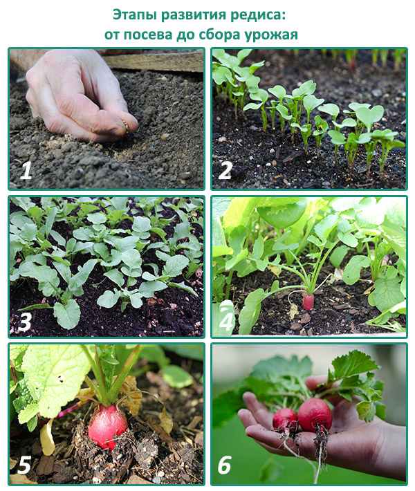 Как правильно выращивать редис в открытом грунте?