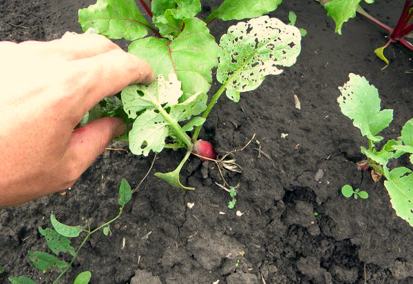 Как правильно выращивать редис в открытом грунте?