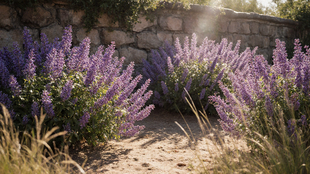 Какие кусты не боятся солнца: топ-10 неприхотливых солнцелюбивых растений для сада