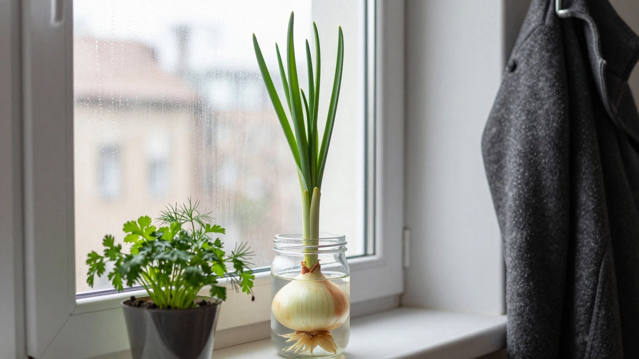 Луковица в стакане с водой даёт зелёные перья, рядом — горшок с петрушкой и укропом.