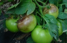 Как бороться с фитофторой на помидорах: симптомы, причины и способы лечения