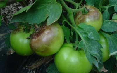 Как бороться с фитофторой на помидорах: симптомы, причины и способы лечения