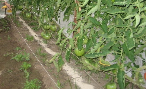 Посыпка междурядий золой защитит помидоры от фитофторы