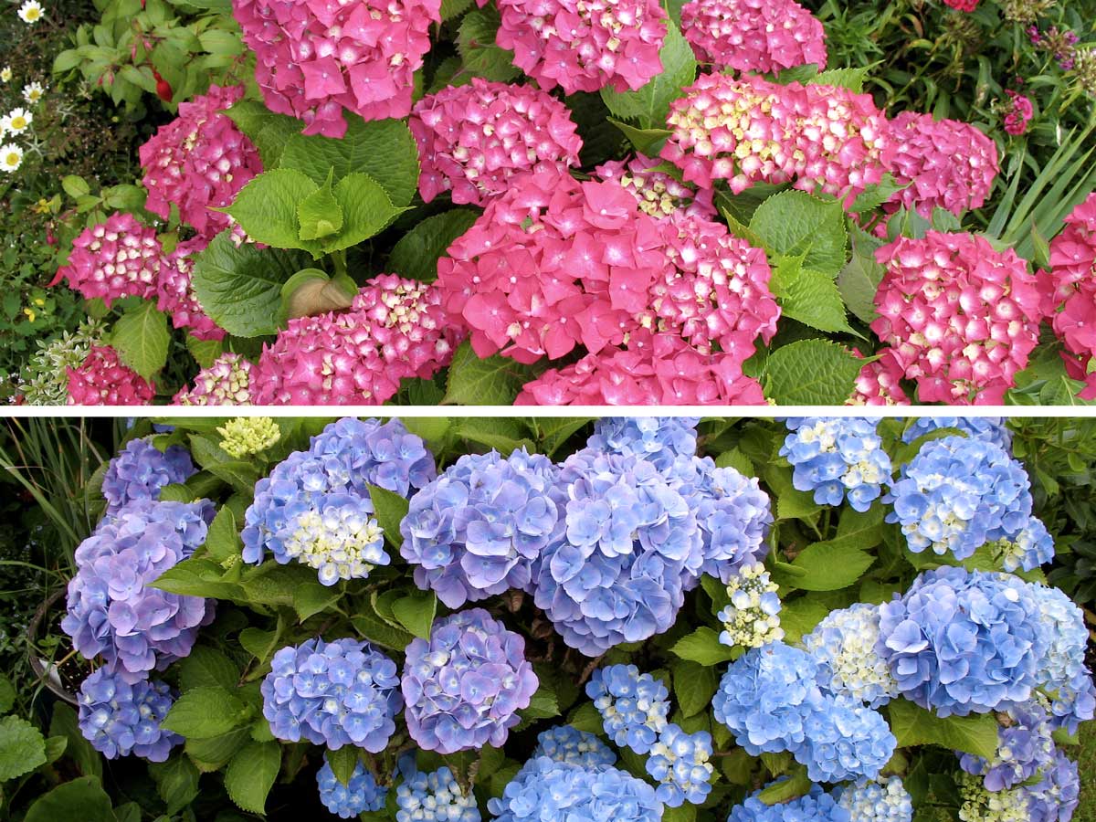 Одна и та же гортензия может иметь как розовые, так и голубые цветы.