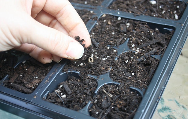 Семена календулы заделывают в грунт на небольшую глубину