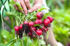 Выращивание редиса в открытом грунте: правила посадки и ухода