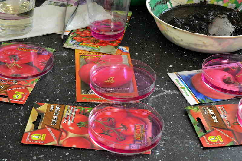 Дезинфекция семян томатов в растворе марганцовки