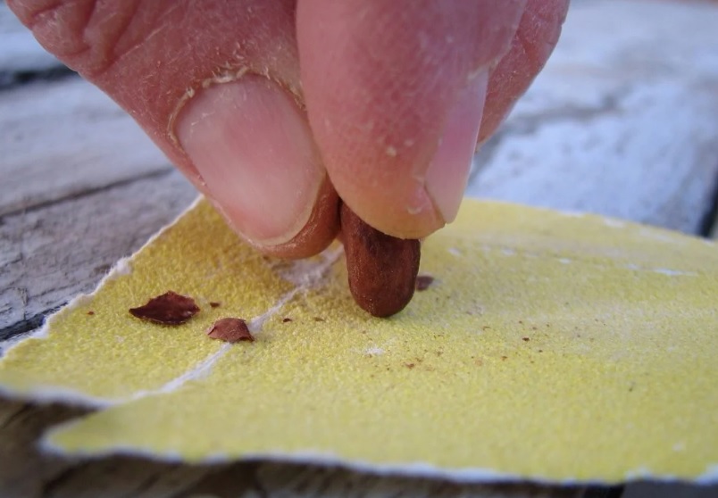 Скарификация семени наждачной бумагой