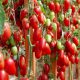 Томат Джекпот — новый высокоурожайный сорт с отменным вкусом