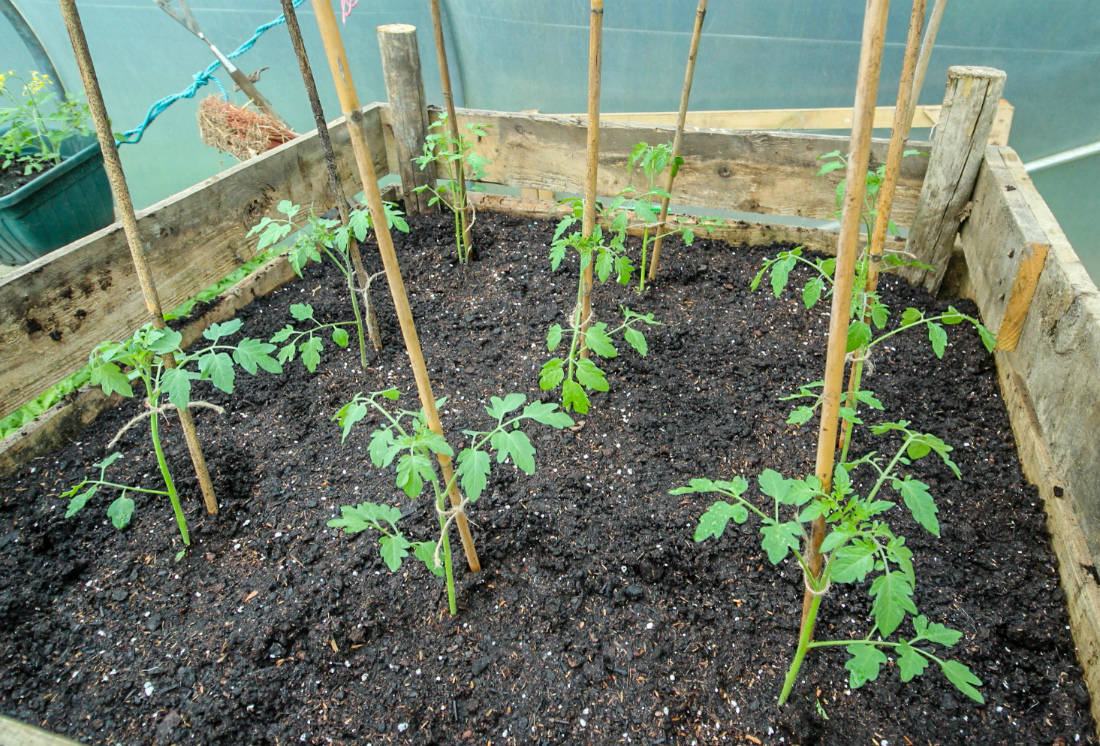 Кустики томата Джекпот сразу высаживают возле опоры