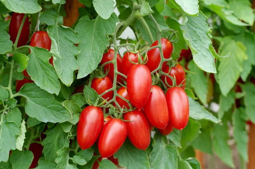 томаты сорт джекпот фото и описание