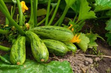 Кабачки: посадка семян, выращивание и уход в открытом грунте