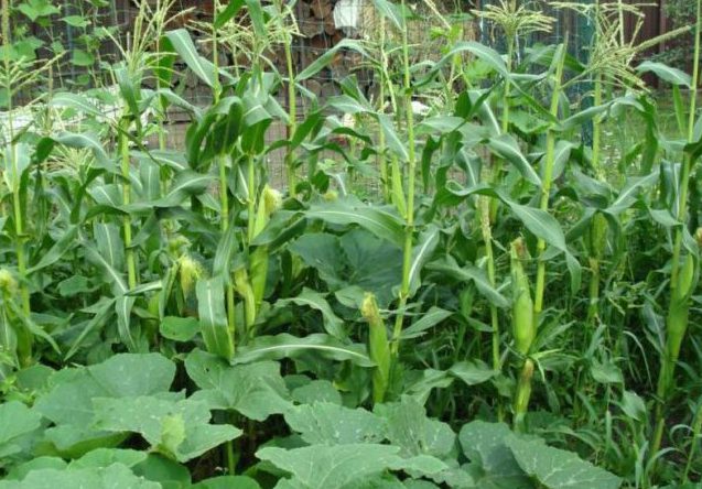 Кабачки соседствуют с кукурузой