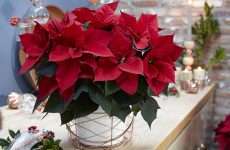 Пуансеттия или рождественская звезда: как ухаживать, чтобы цветок оправдал свое название