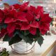 Пуансеттия или рождественская звезда: как ухаживать, чтобы цветок оправдал свое название